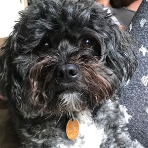 Meet your Posher, Addison